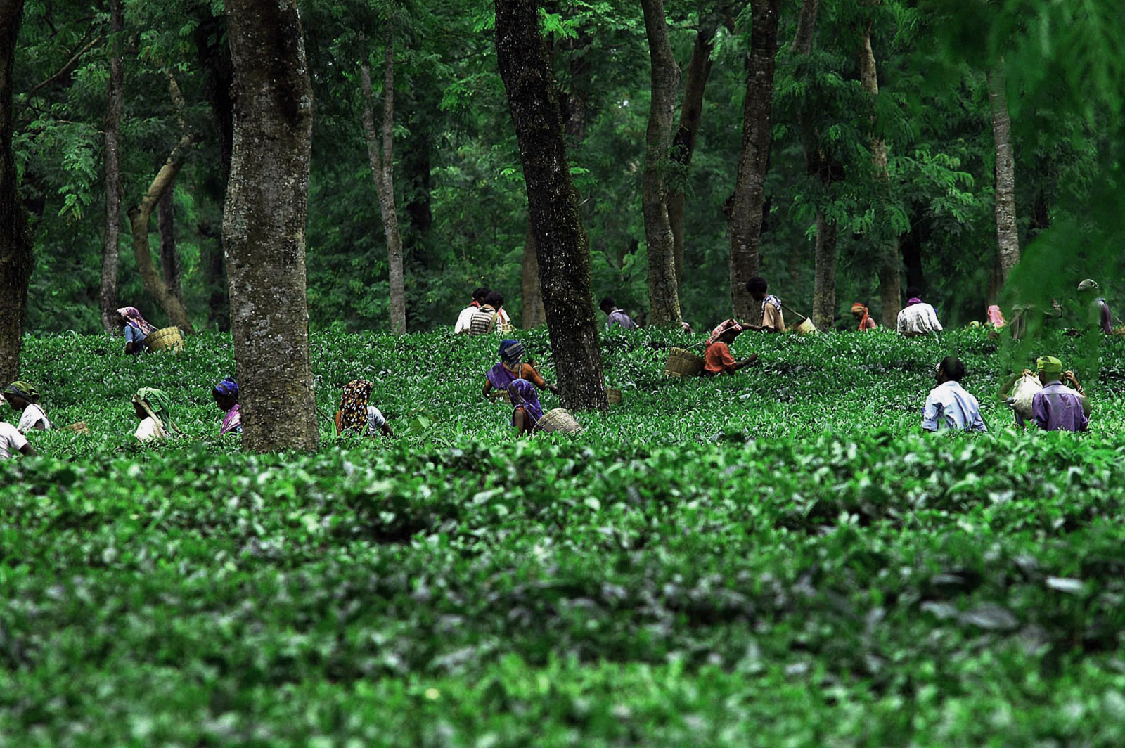 Assam Tea: Plantation: Workers