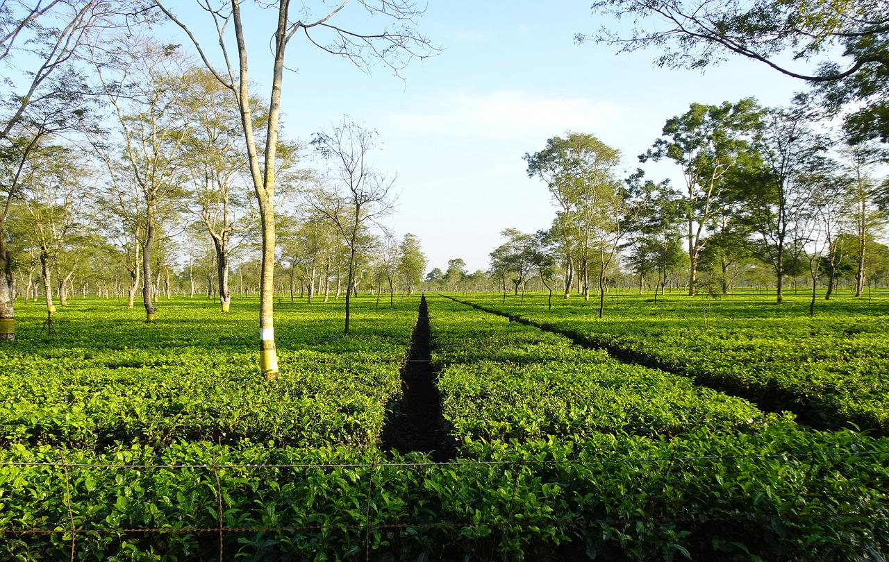 How was tea discovered in Assam