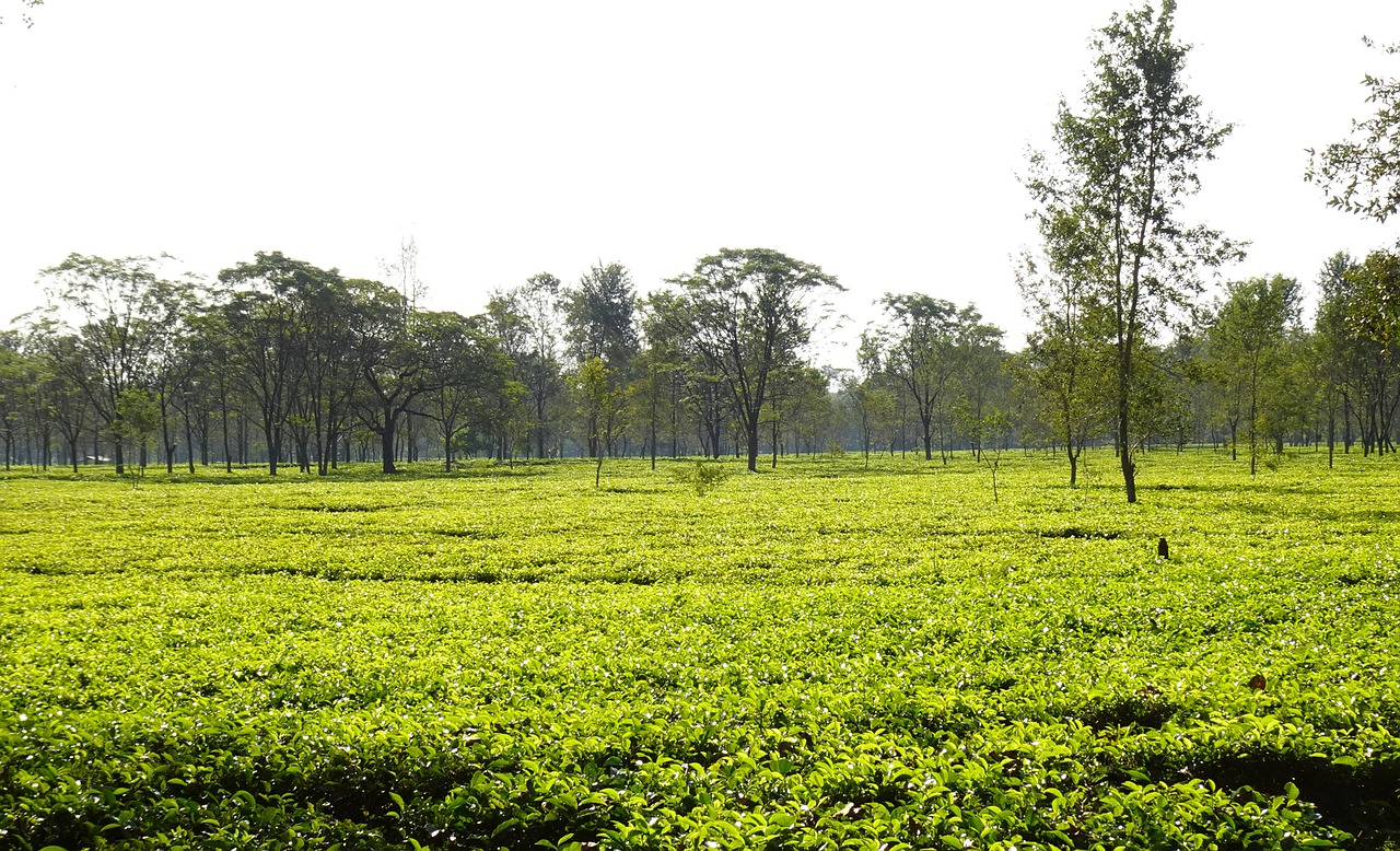 How was tea discovered in Assam