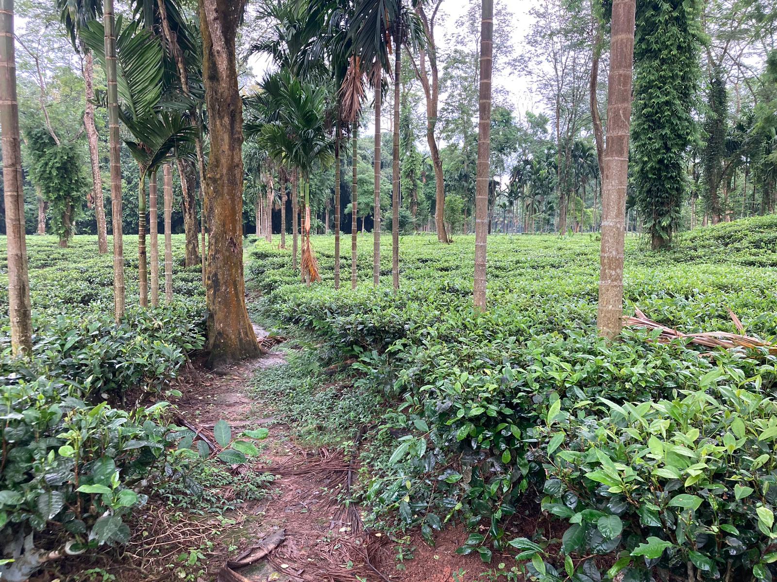 TEAORB: Assam Tea Plantation
