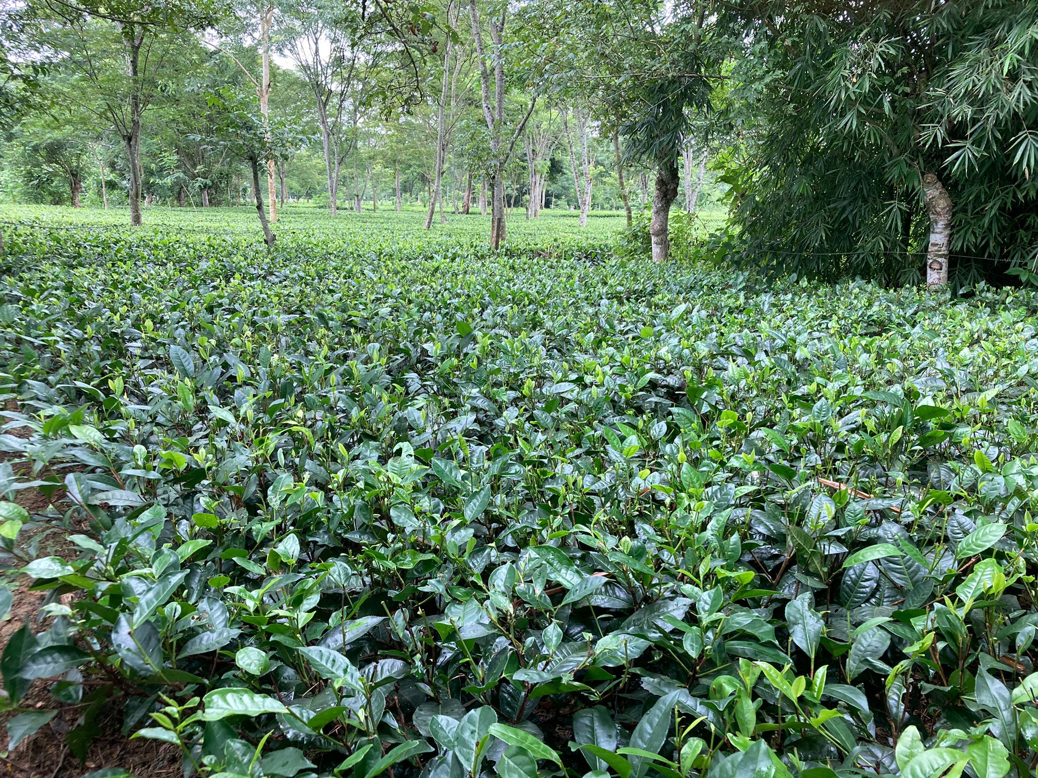 TEAORB: Lush Tea Garden