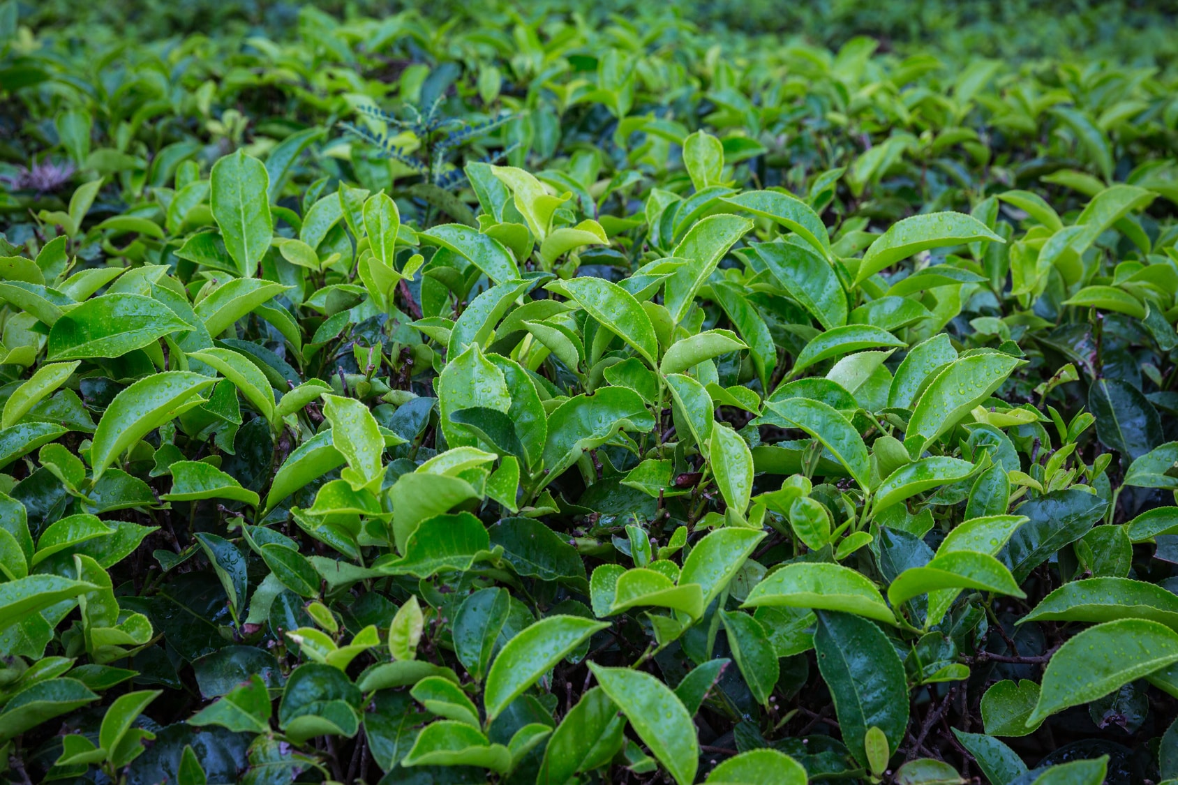 The key to delivering the best teas across the world is to retain their freshness.