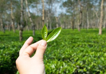 Nomenclature Of The Tea Plant And Its Classification